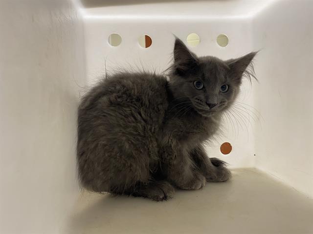 Shelter Stray Unknown Cat last seen Near BLOCK S 109TH ST, 3839 W Burnham St, West Milwaukee, WI 53215, USA
