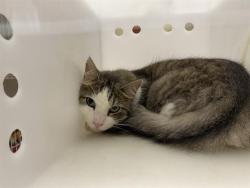 Shelter Stray Male Cat last seen Near BLOCK N 53RD ST, 3839 W Burnham St, West Milwaukee, WI 53215, USA