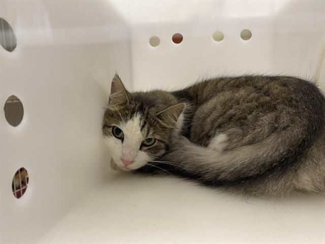 Shelter Stray Male Cat last seen Near BLOCK N 53RD ST, 3839 W Burnham St, West Milwaukee, WI 53215, USA