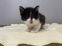 Shelter Stray Male Cat last seen SAND CANYON/BURT RD, 92618, 6443 Oak Canyon, Irvine, CA 92618, USA