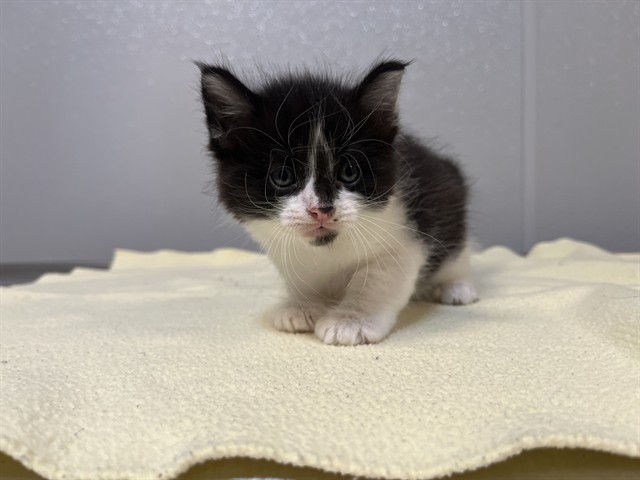 Shelter Stray Male Cat last seen SAND CANYON/BURT RD, 92618, 6443 Oak Canyon, Irvine, CA 92618, USA