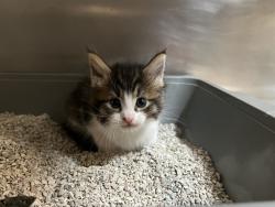 Shelter Stray Female Cat last seen SAND CANYON/BURT RD, 92618, 6443 Oak Canyon, Irvine, CA 92618, USA