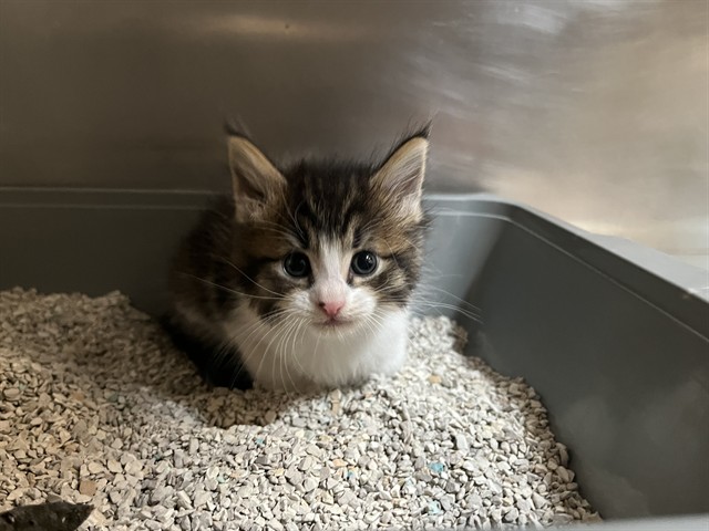 Shelter Stray Female Cat last seen SAND CANYON/BURT RD, 92618, 6443 Oak Canyon, Irvine, CA 92618, USA