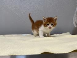 Shelter Stray Male Cat last seen SAND CANYON/BURT RD, 92618, 6443 Oak Canyon, Irvine, CA 92618, USA
