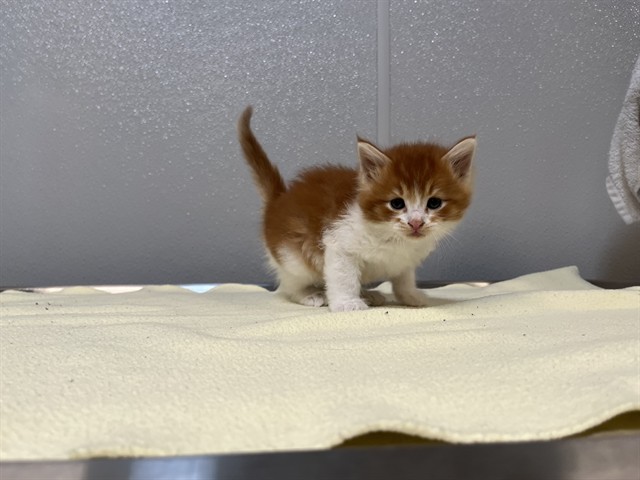 Shelter Stray Male Cat last seen SAND CANYON/BURT RD, 92618, 6443 Oak Canyon, Irvine, CA 92618, USA