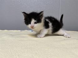 Shelter Stray Male Cat last seen SAND CANYON/BURT RD, 92618, 6443 Oak Canyon, Irvine, CA 92618, USA