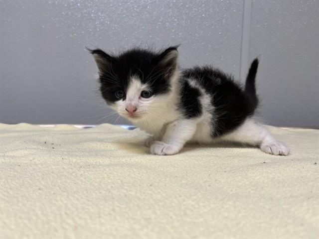 Shelter Stray Male Cat last seen SAND CANYON/BURT RD, 92618, 6443 Oak Canyon, Irvine, CA 92618, USA