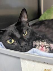 Shelter Stray Female Cat last seen , 3201 Lacy St, Los Angeles, CA 90031, USA