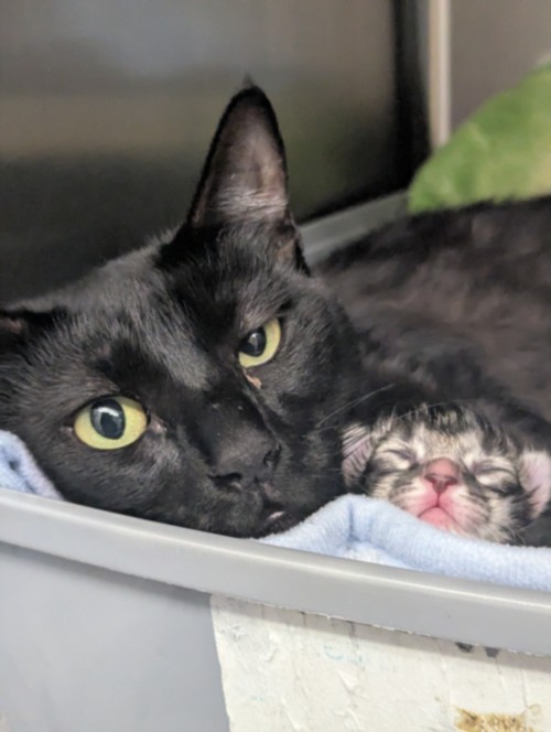 Shelter Stray Female Cat last seen , 3201 Lacy St, Los Angeles, CA 90031, USA