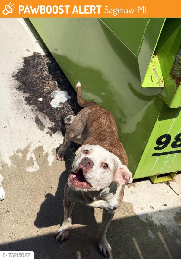 Found/Stray Female Dog last seen She’s locked in the garbage fence. Rescued from kids kicking her., Saginaw, MI 48609
