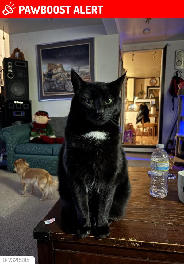 Lost Female Cat last seen Super save gas station qualicum beach, Qualicum Beach, BC V9K 2B4