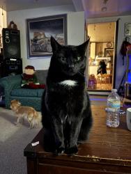 Lost Female Cat last seen Super save gas station qualicum beach, Qualicum Beach, BC V9K 2B4