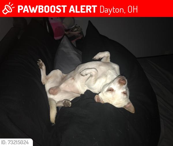 Lost Male Dog last seen Burkhardt and Philadelphia, Dayton, OH 45403