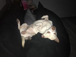 Lost Male Dog last seen Burkhardt and Philadelphia, Dayton, OH 45403