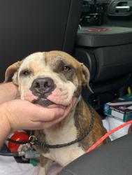 Found/Stray Unknown Dog last seen port saint lucie, Port St. Lucie, FL 34986