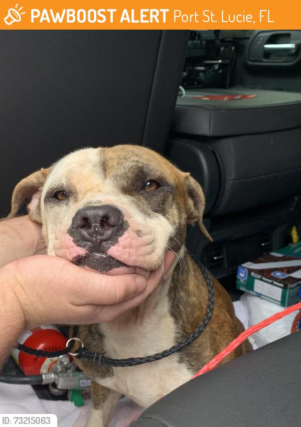 Found/Stray Unknown Dog last seen port saint lucie, Port St. Lucie, FL 34986