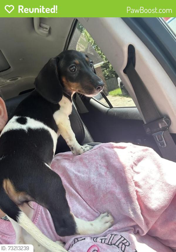 Reunited Female Dog last seen Smith Rd from Burnett Ferry, Rome, GA 30165
