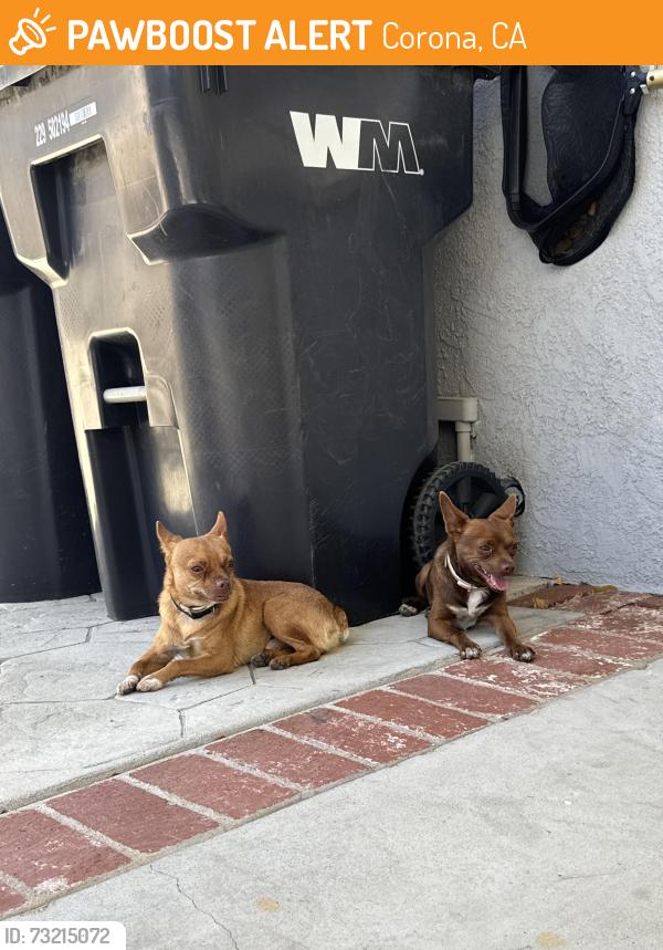 Found/Stray Male Dog last seen Buena Vista and Lorna, Corona, CA 92882