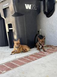 Found/Stray Male Dog last seen Buena Vista and Lorna, Corona, CA 92882