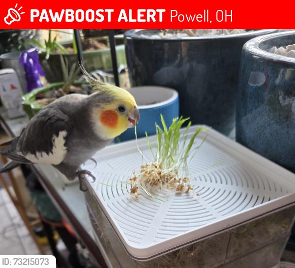 Lost Unknown Bird last seen Scioto Reserve neighborhoods on Tree Lake Blvd, Powell, OH 43065