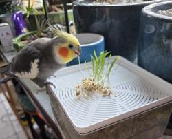 Lost Unknown Bird last seen Scioto Reserve neighborhoods on Tree Lake Blvd, Powell, OH 43065