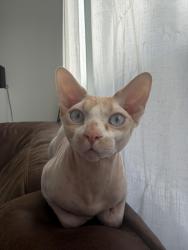 Reunited Male Cat last seen Restless River Street and Frias, Enterprise, NV 89141