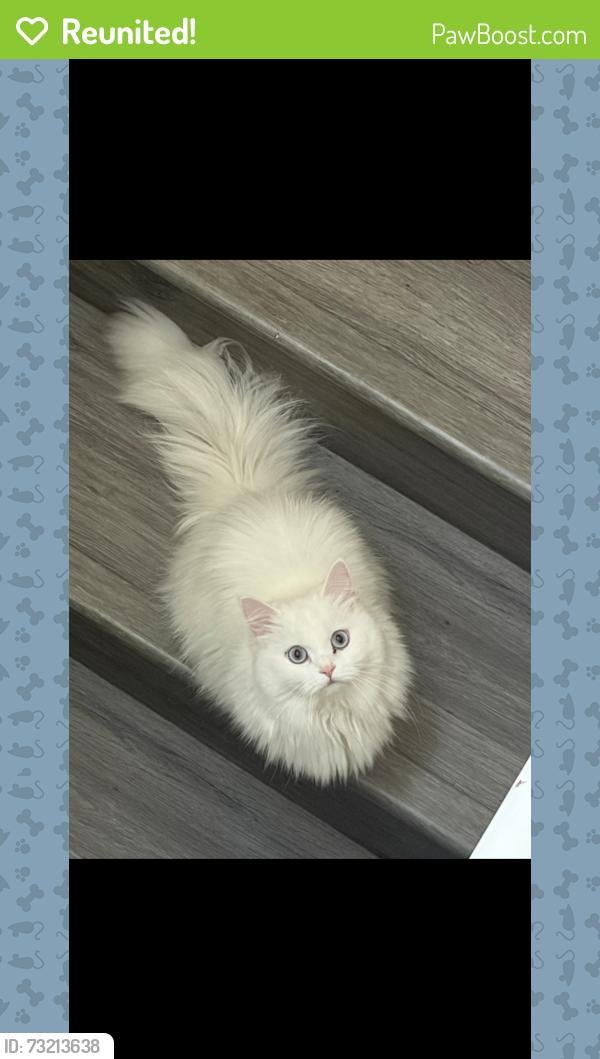 Reunited Female Cat last seen West 9th street, Santa Rosa, CA 95401