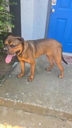 Reunited Male Dog last seen Denton Texas, Denton, TX 76205