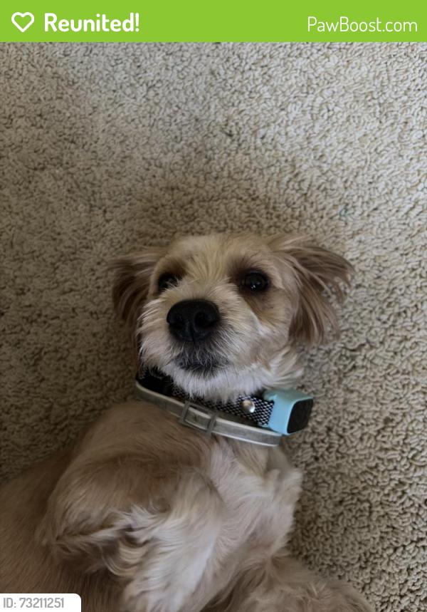 Reunited Male Dog last seen Barton road and Mountain View ave, Loma Linda, CA 92354