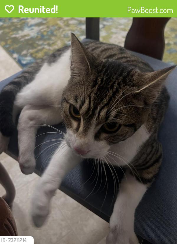 Reunited Male Cat last seen 22nd Ave E - South of 176th, Tacoma, WA 98445