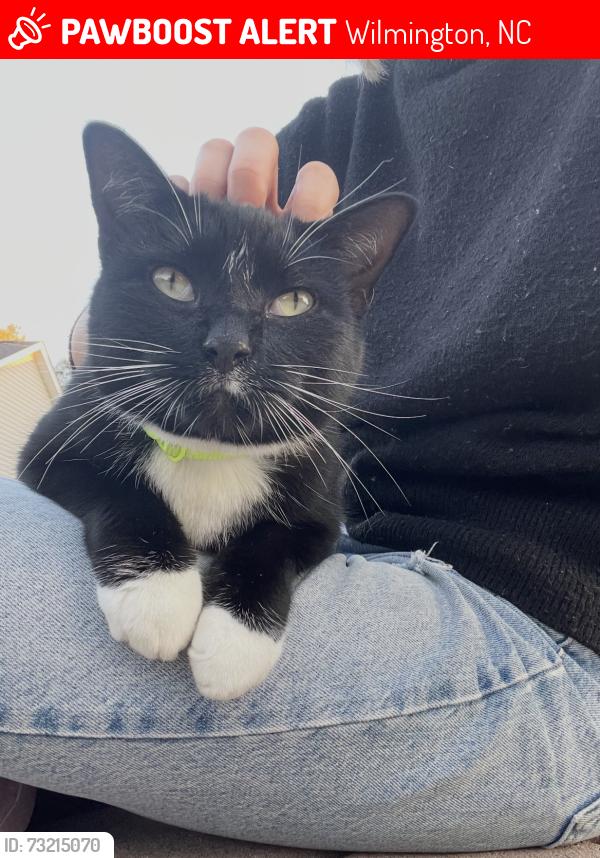 Lost Male Cat last seen Oyster Drive and Wendover Court 28411, Wilmington, NC 28411