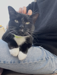 Lost Male Cat last seen Oyster Drive and Wendover Court 28411, Wilmington, NC 28411