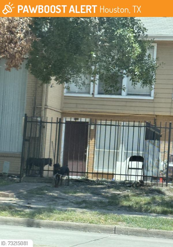 Found/Stray Unknown Dog last seen The park at Saronno apmts, Houston, TX 77080