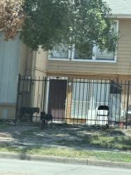Found/Stray Unknown Dog last seen The park at Saronno apmts, Houston, TX 77080