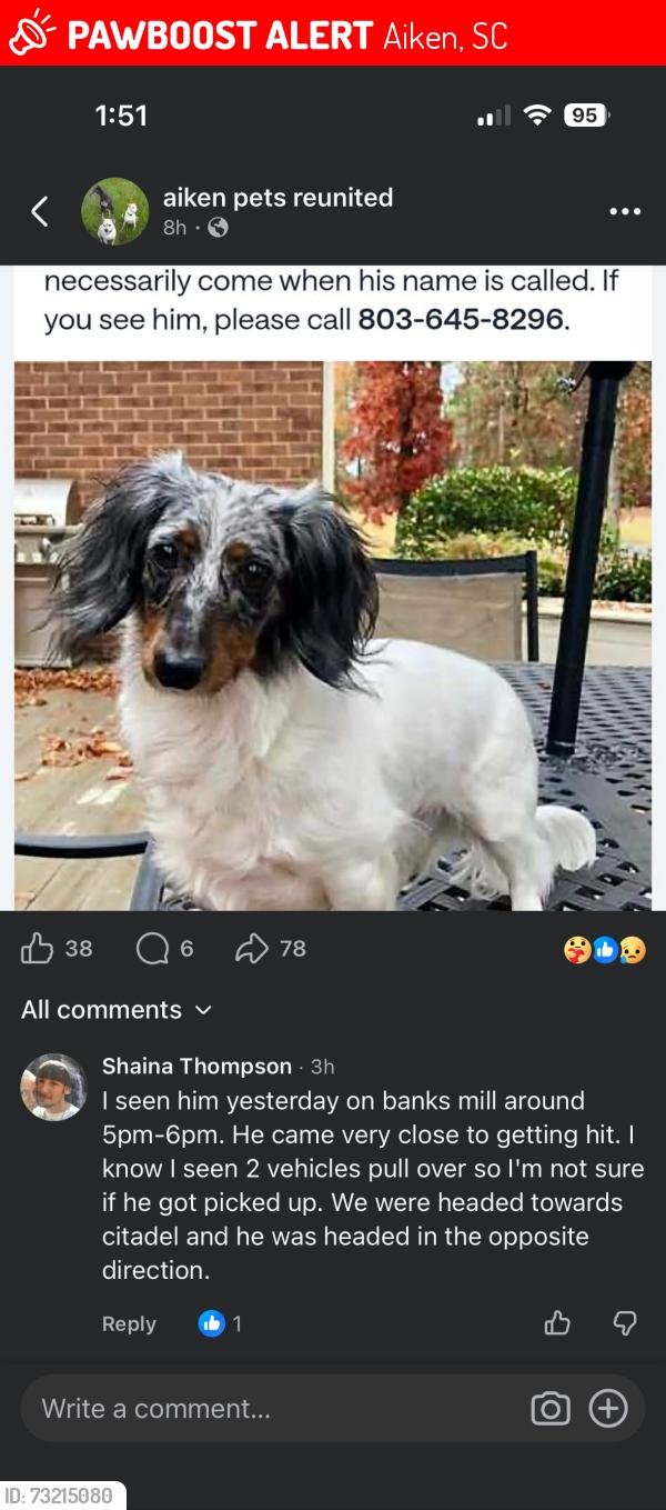 Lost Male Dog last seen Banks Mill, Aiken, SC 29801