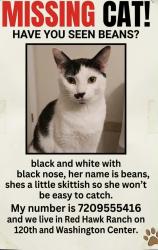 Lost Female Cat last seen 120th and Washington center pkwy, Thornton, CO 80241