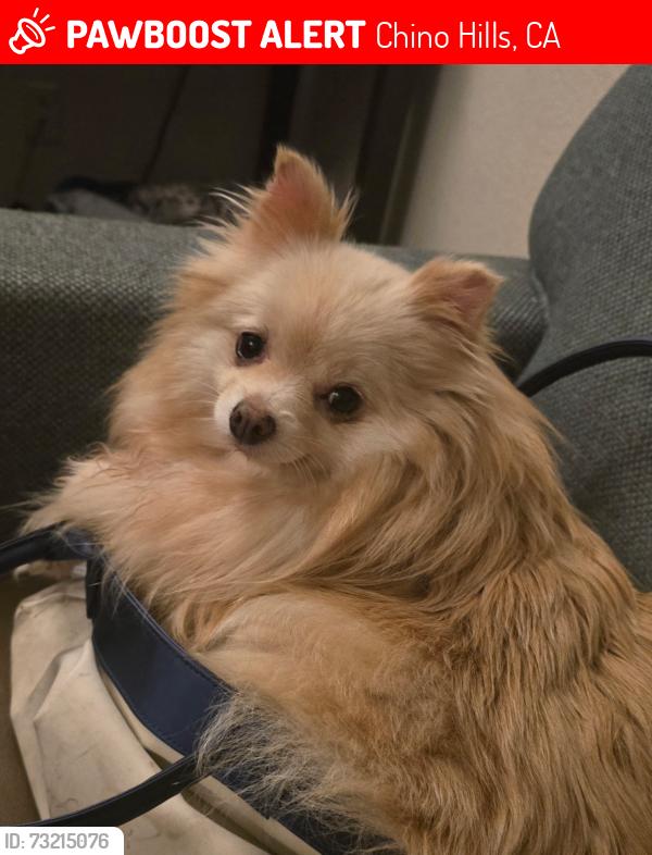 Lost Female Dog last seen Yorba avenue and Fairway boulevard, Chino Hills, CA 91709