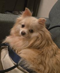 Lost Female Dog last seen Yorba avenue and Fairway boulevard, Chino Hills, CA 91709