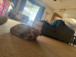 Lost Male Dog last seen Elise st, Redding, CA 96001