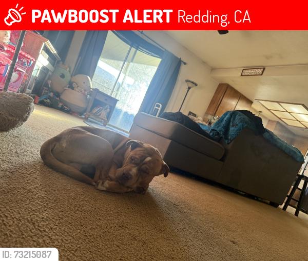 Lost Male Dog last seen Elise st, Redding, CA 96001