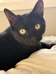 Lost Male Cat last seen Earnscliffe and Oakwood Ave (between Rogers and st.clai, Toronto, ON M6E 2V3