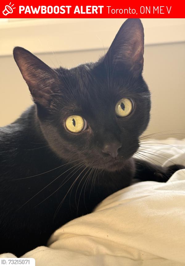 Lost Male Cat last seen Earnscliffe and Oakwood Ave (between Rogers and st.clai, Toronto, ON M6E 2V3