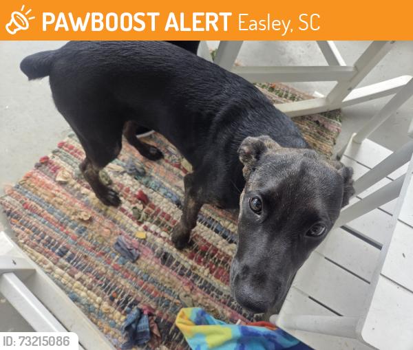 Found/Stray Female Dog last seen Jones Ave Baptist church, Easley, SC 29641
