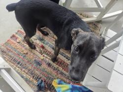 Found/Stray Female Dog last seen Jones Ave Baptist church, Easley, SC 29641