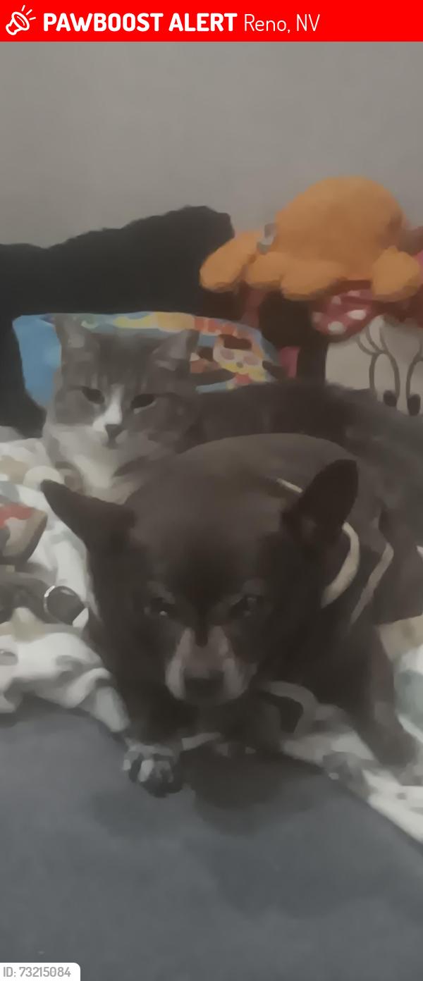Lost Female Cat last seen Amy and whiskey springs, Reno, NV 89510