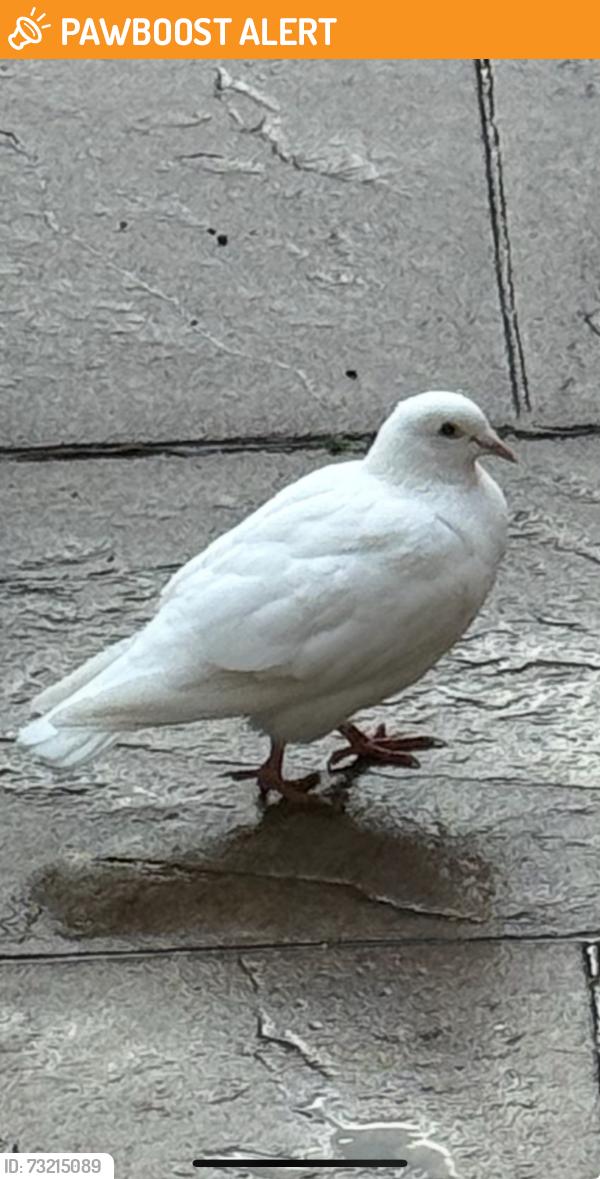 Found/Stray Unknown Bird last seen Big white hse, St Andrews Trail, NB 