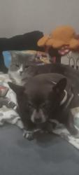 Lost Female Cat last seen Amy and whiskey springs, Reno, NV 89510