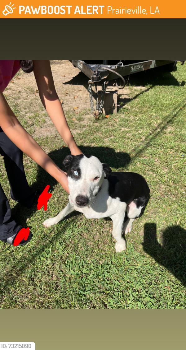 Found/Stray Female Dog last seen Palmetto Ln, Prairieville, LA 70769