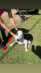 Found/Stray Female Dog last seen Palmetto Ln, Prairieville, LA 70769