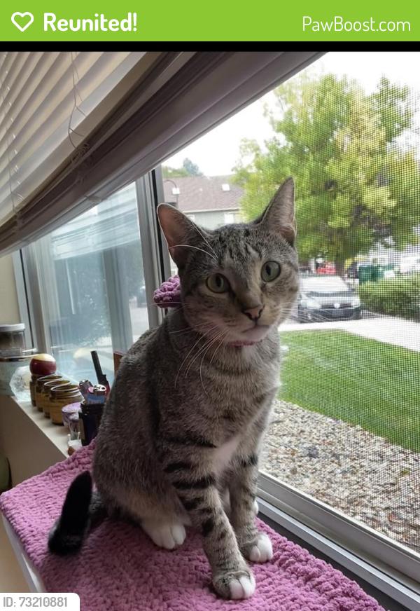 Reunited Female Cat last seen Sheridan Bld and E 9th ave, Broomfield, CO 80020